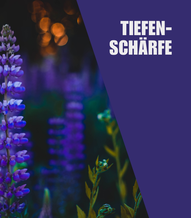 Workshops Tiefenschärfe Workshops Tiefenschärfe